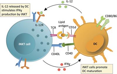 Novel Approaches to Exploiting Invariant NKT Cells in Cancer Immunotherapy